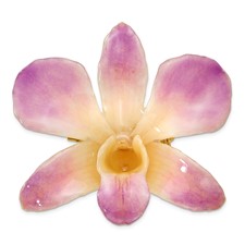 Image of Lacquer Dipped Purple and White Real Dendrobium Orchid Pin Brooch