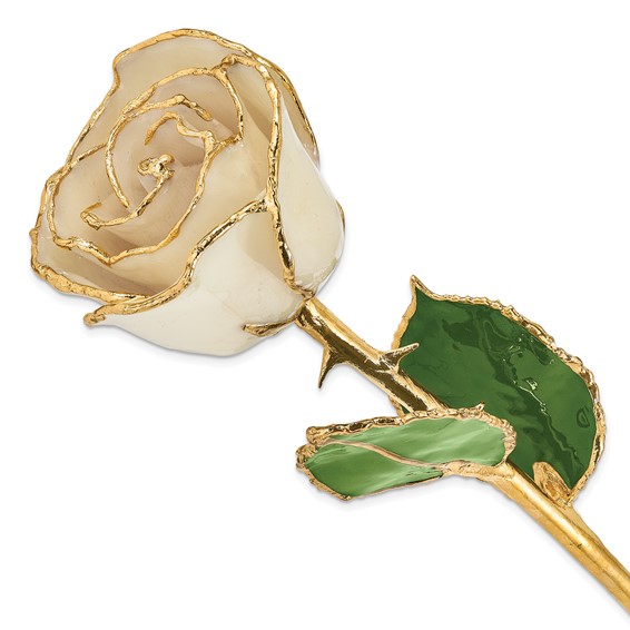 Lacquer Dipped 24k Gold Trimmed Cream White Real Rose Lacquer Dipped 24k Gold Trimmed Cream White Real Rose